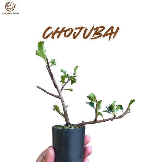 Chojubai Japanese Red flowering Quince