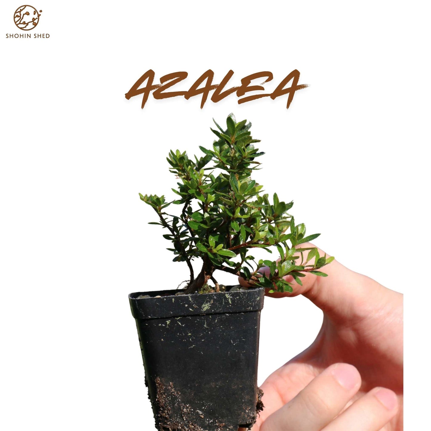 Azalea