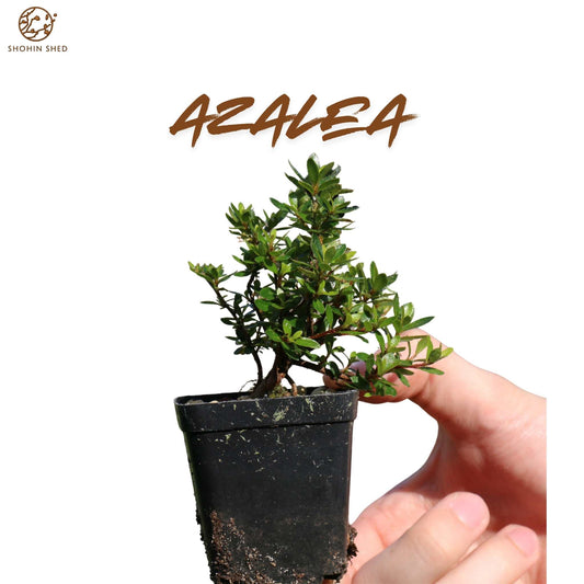 Azalea