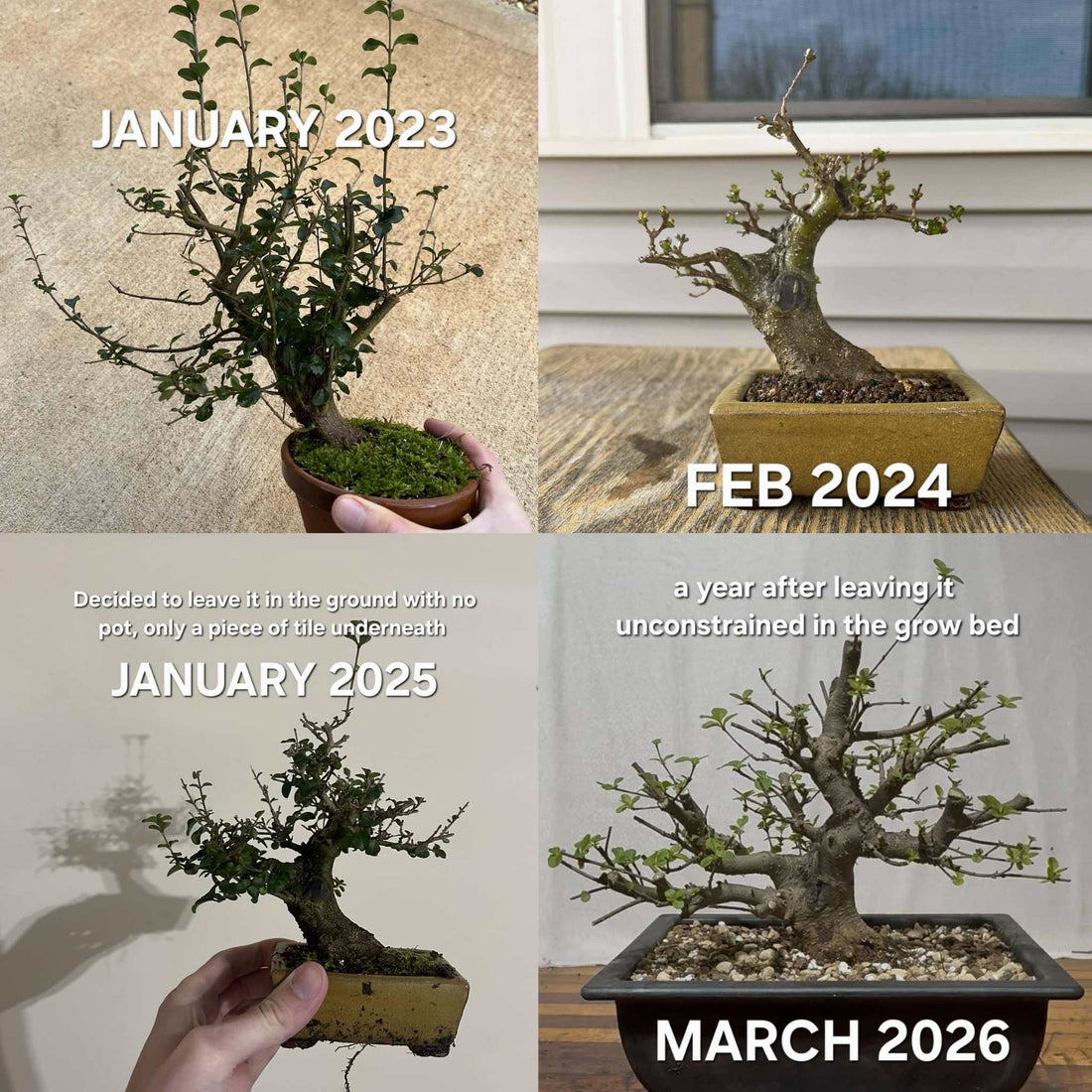 The power of ground growing