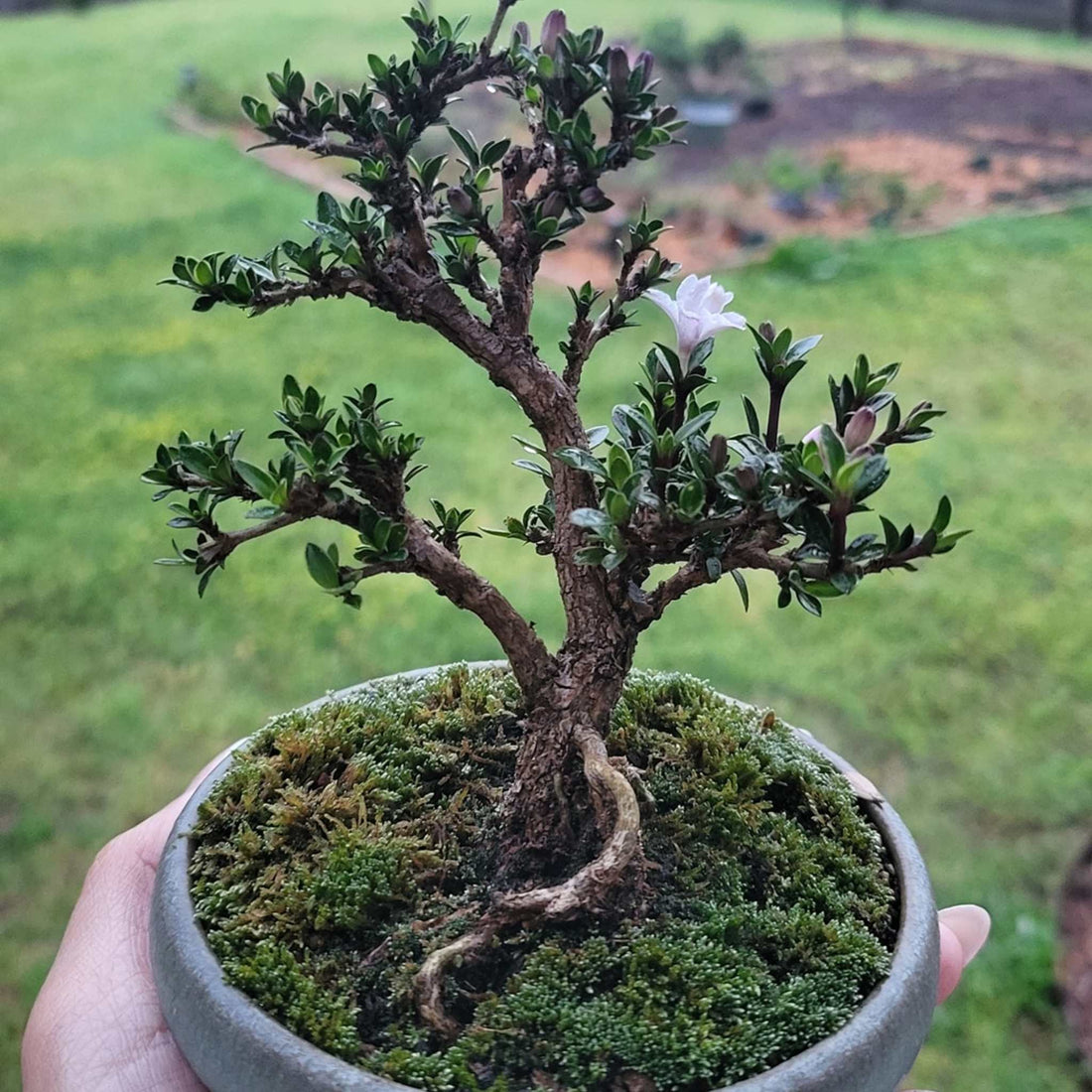 Our Little Serissa