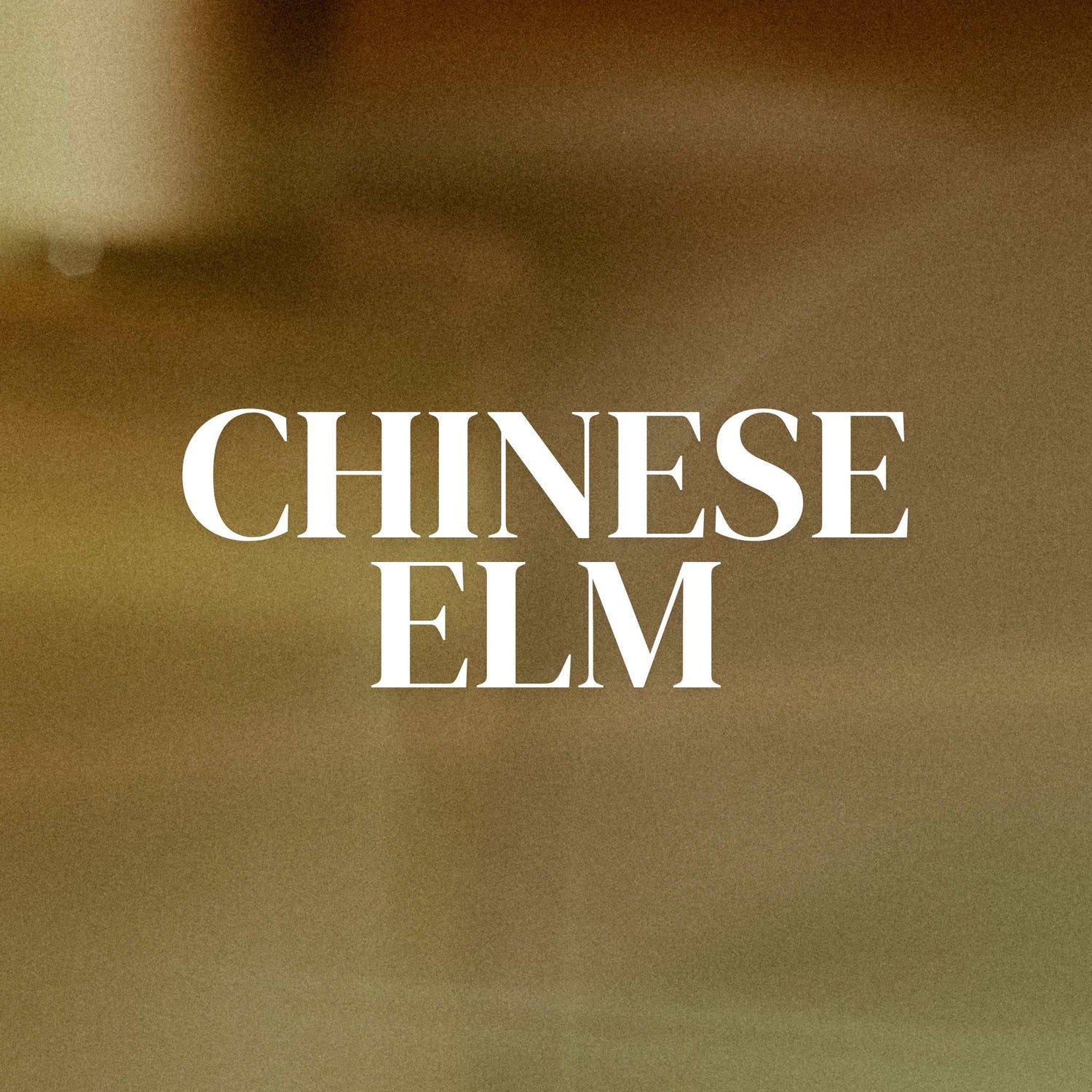 Chinese Elms