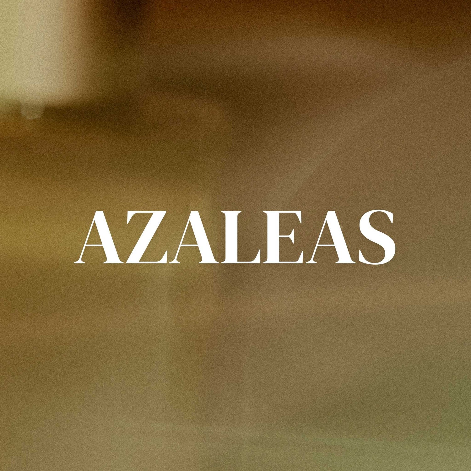 Azalea