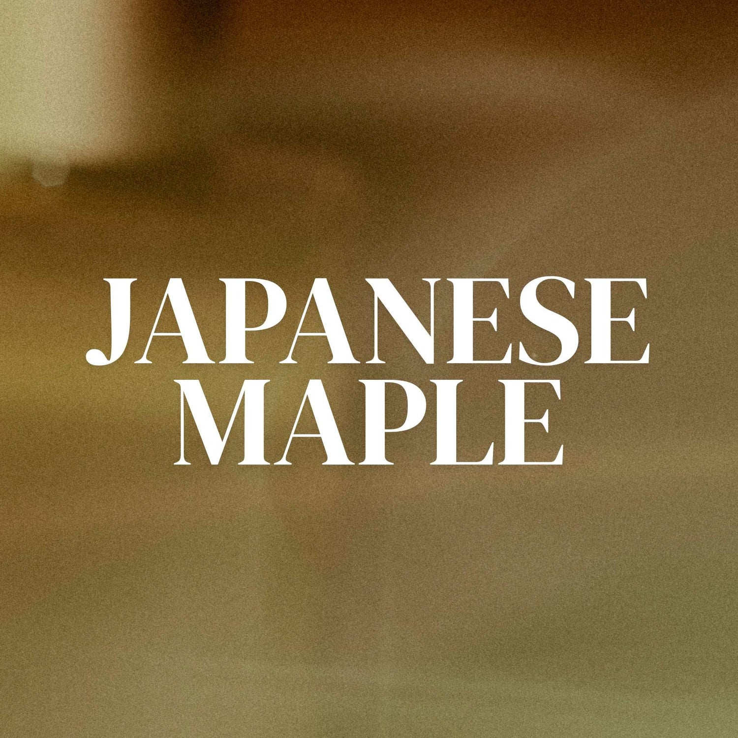 Japanese Maples