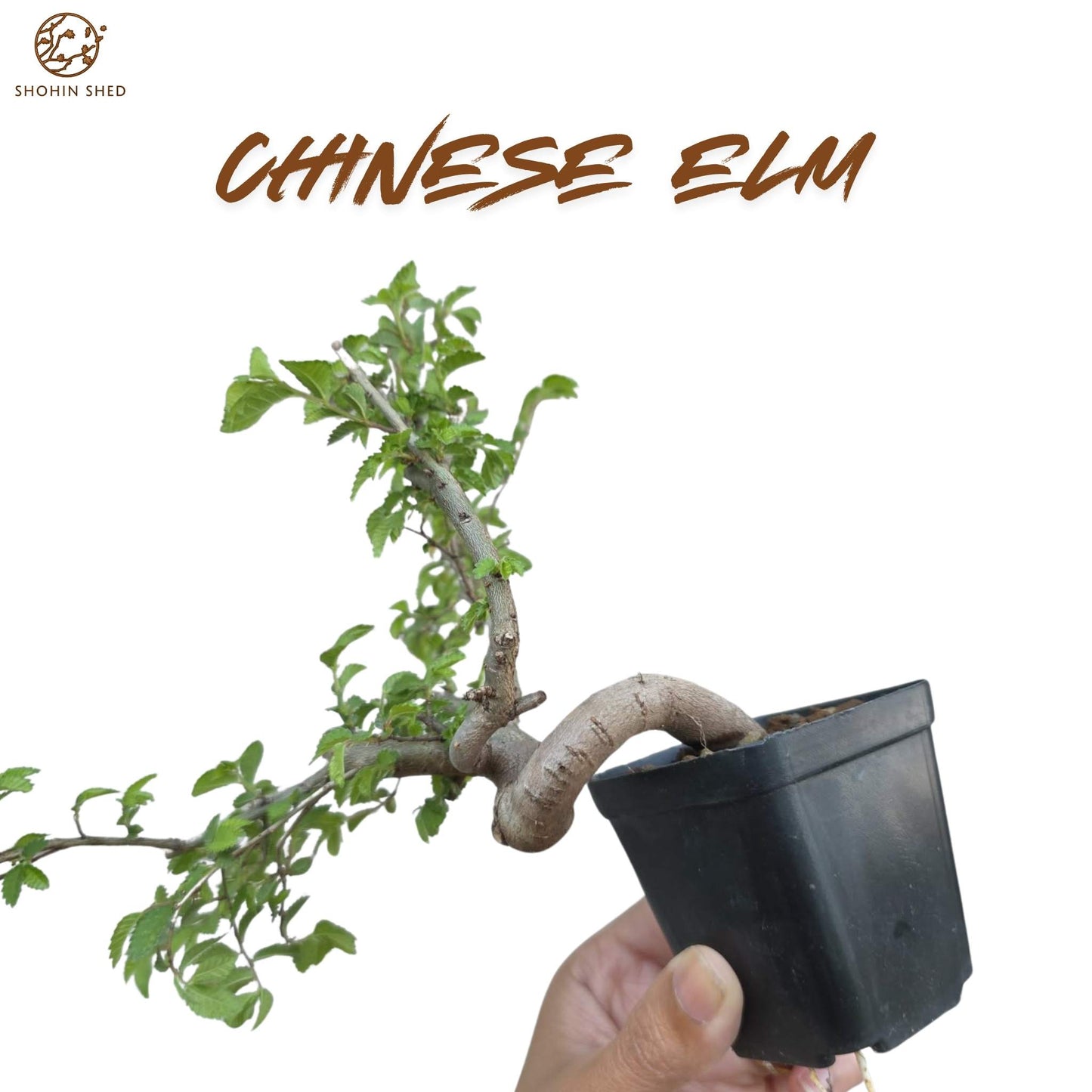 Chinese Elm