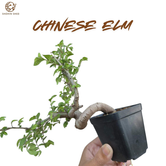 Chinese Elm