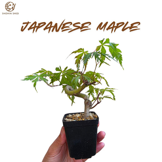 Japanese Maple