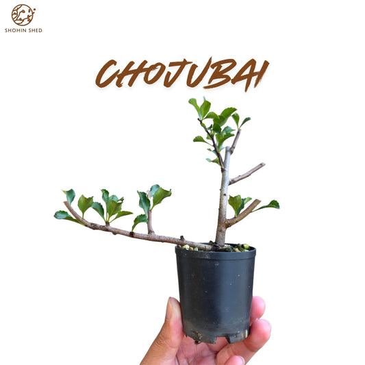 Chojubai Japanese Red flowering Quince