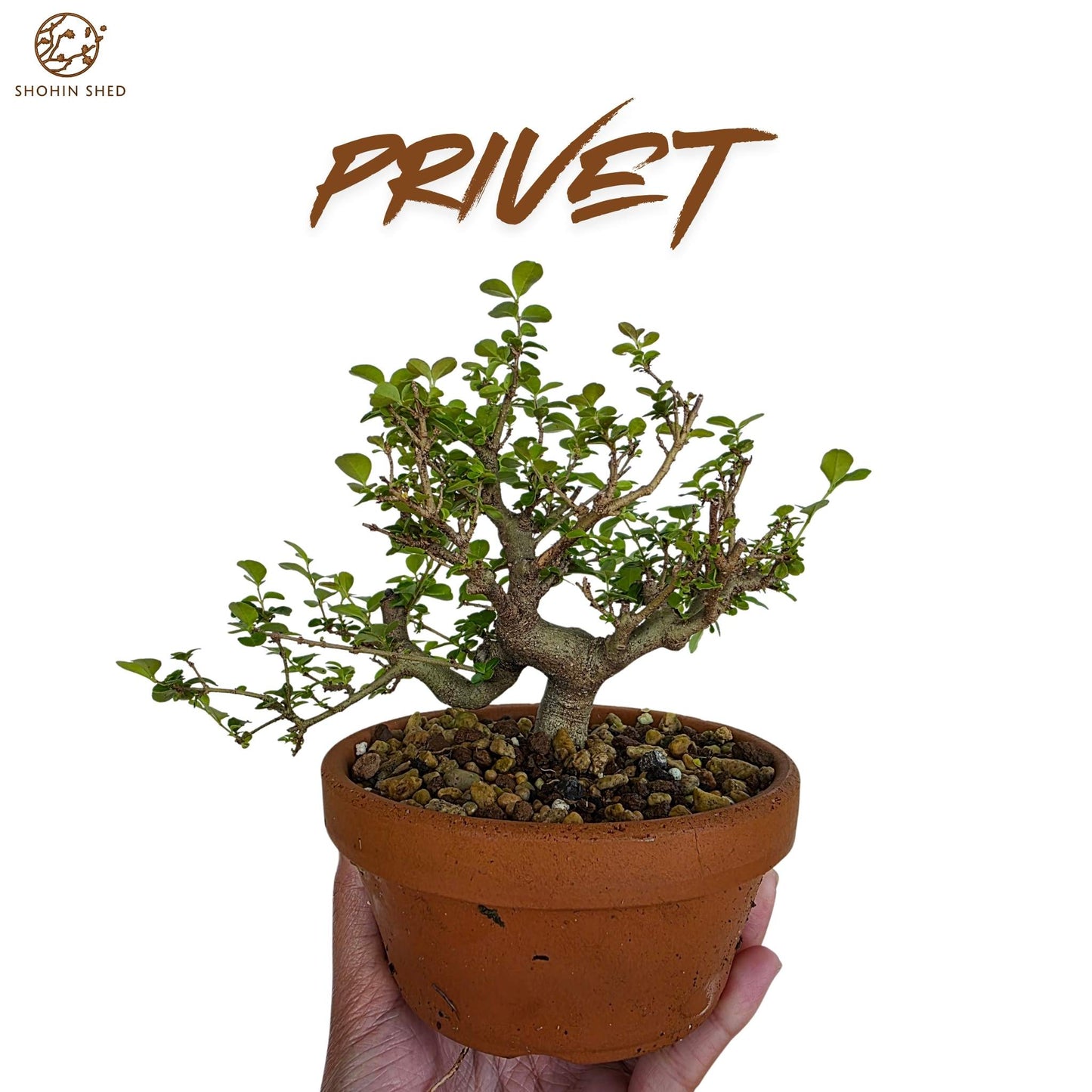 Privet