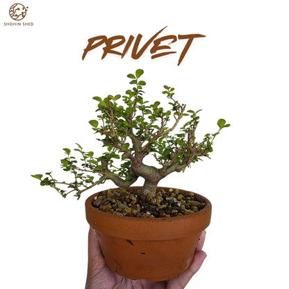 Privet