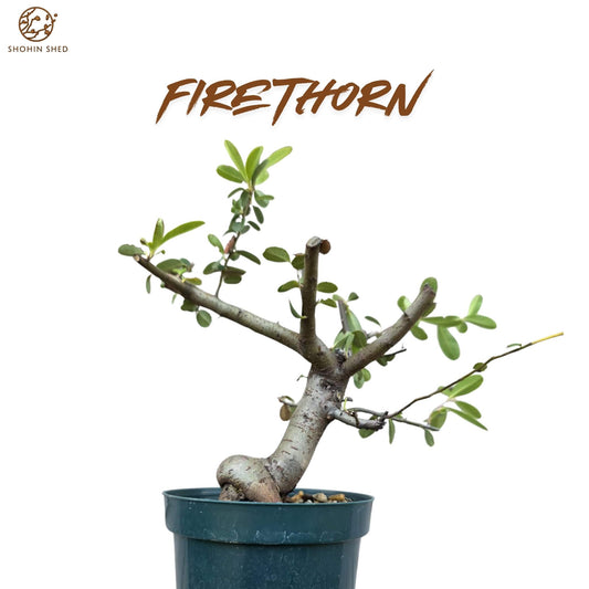 Firethorn