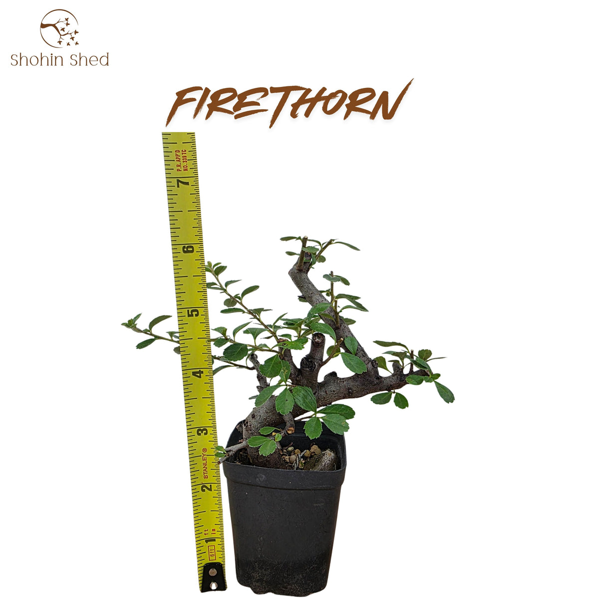 Firethorn