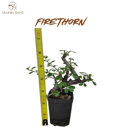 Firethorn