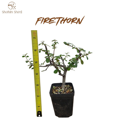 Firethorn