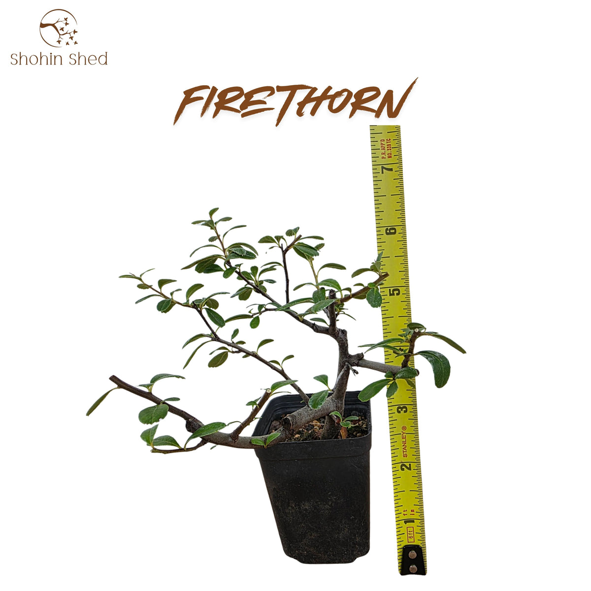 Firethorn