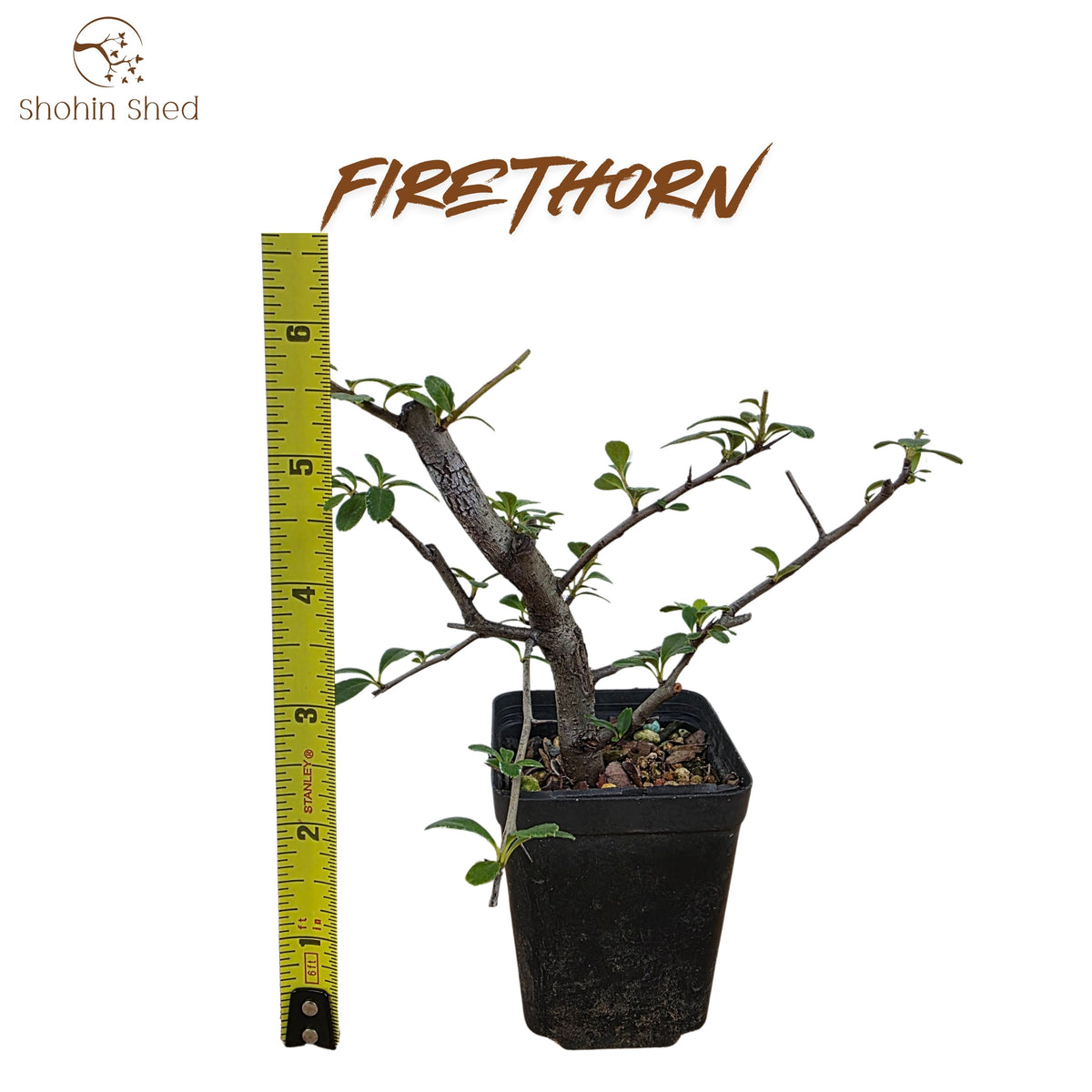 Firethorn