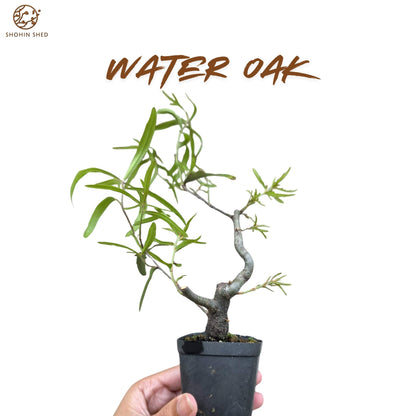 Water Oak