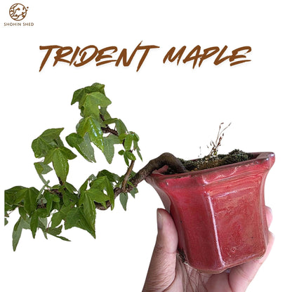 Trident Maple