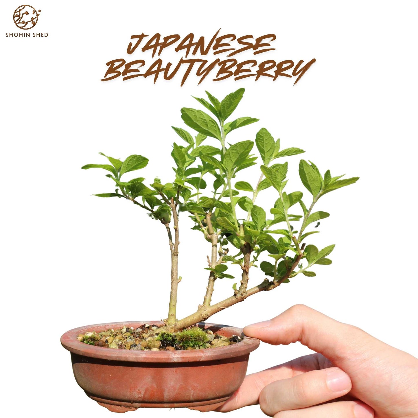 Japanese Beautyberry