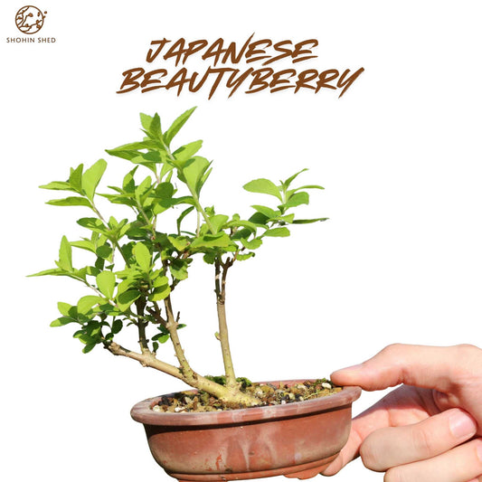 Japanese Beautyberry