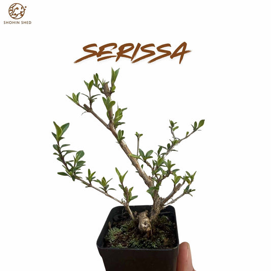 Serissa