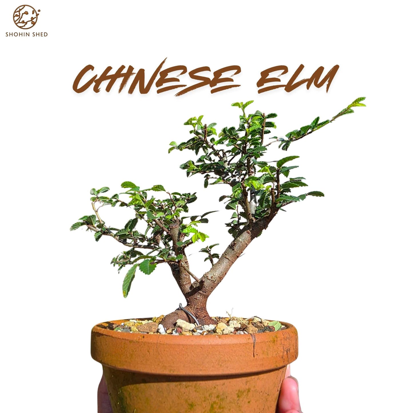 Chinese Elm (in a Japanese Imported Training Pot)