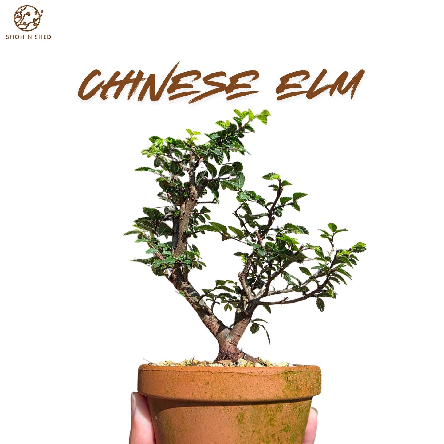 Chinese Elm (in a Japanese Imported Training Pot)