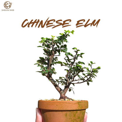 Chinese Elm (in a Japanese Imported Training Pot)