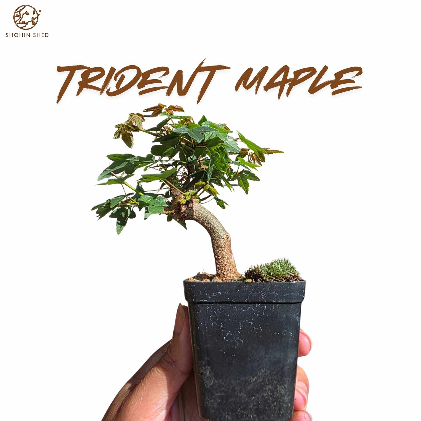 Trident Maple