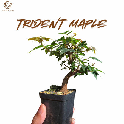 Trident Maple