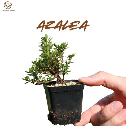 Azalea