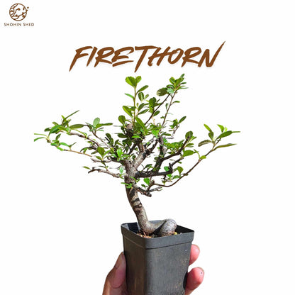 Firethorn