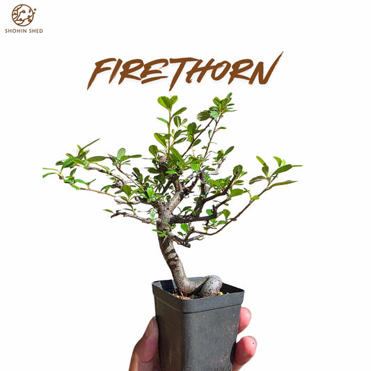 Firethorn