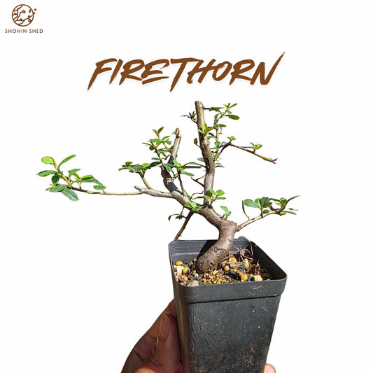 Firethorn