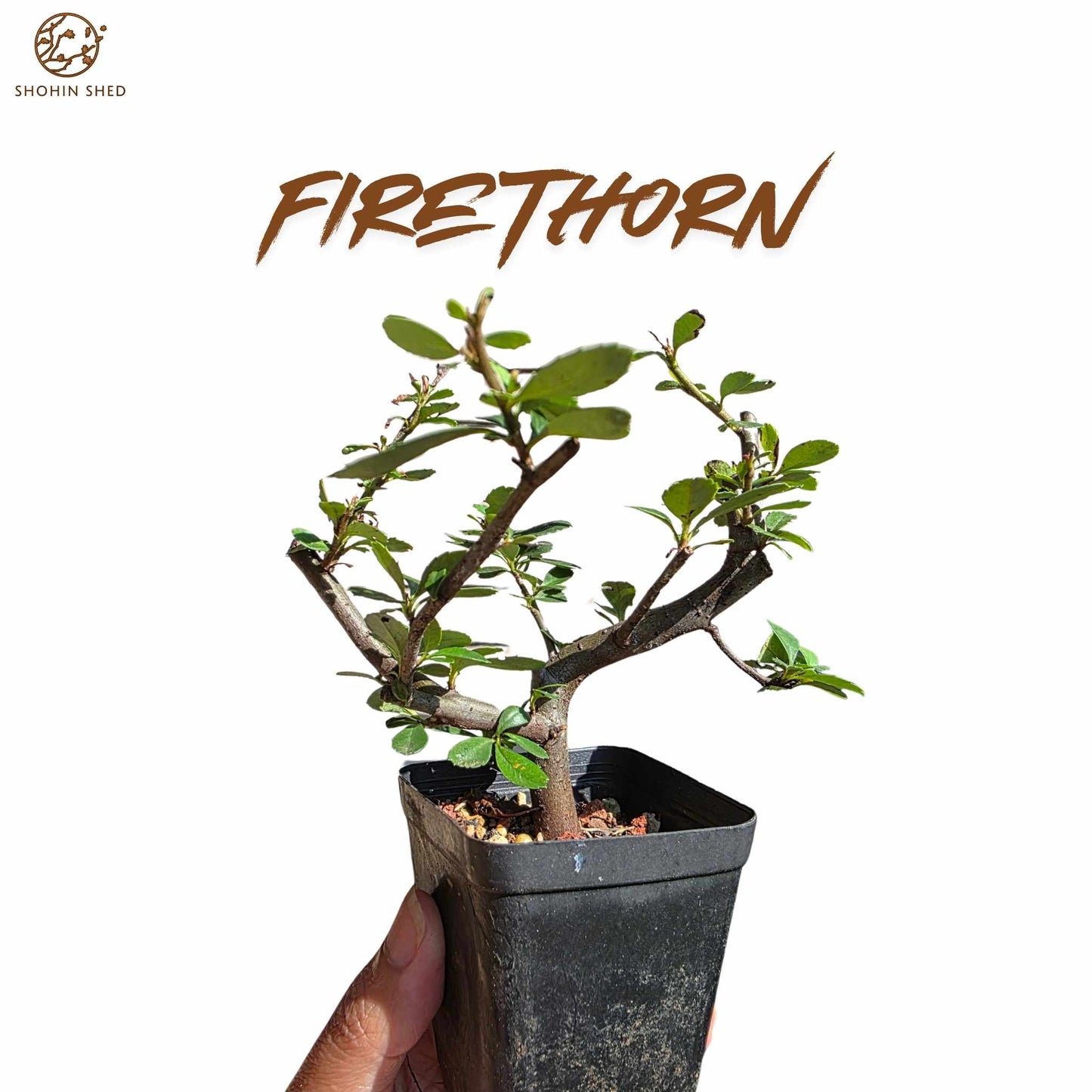 Firethorn