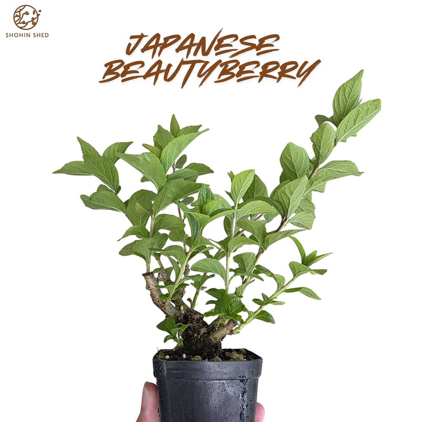 Japanese Beautyberry