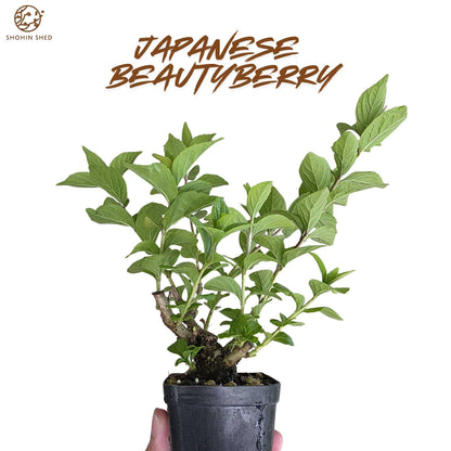 Japanese Beautyberry