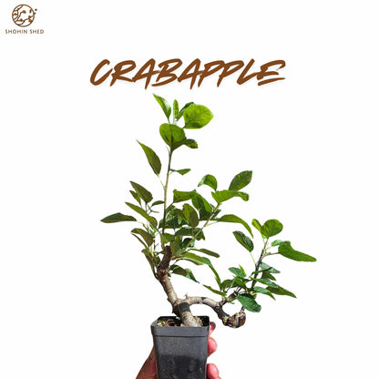 Crabapple
