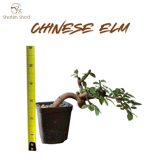 Chinese Elm