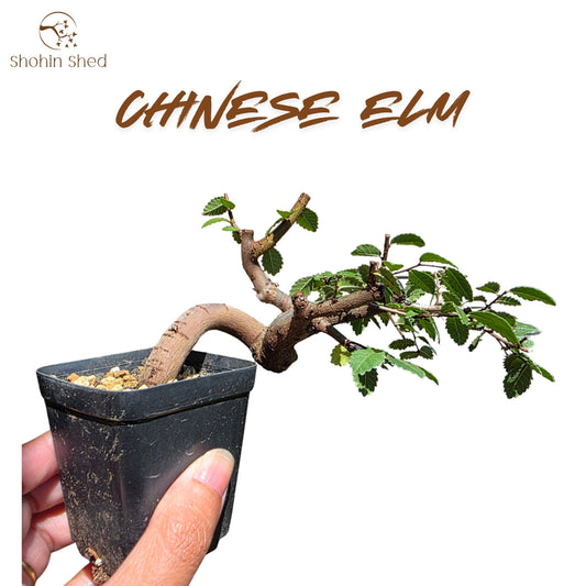 Chinese Elm