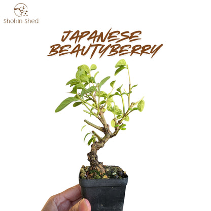 Japanese Beautyberry