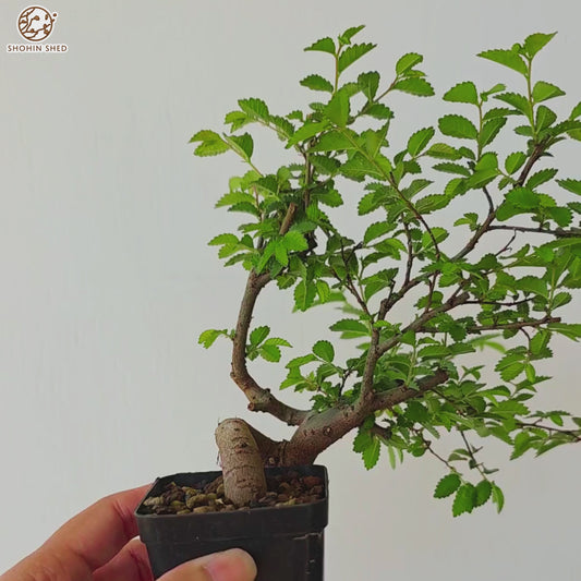 Chinese Elm