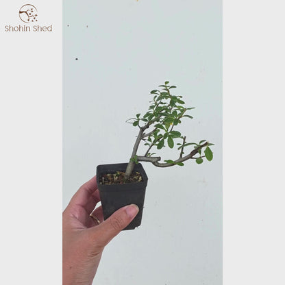 Firethorn