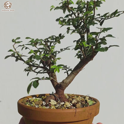 Chinese Elm (in a Japanese Imported Training Pot)