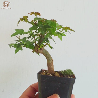 Trident Maple