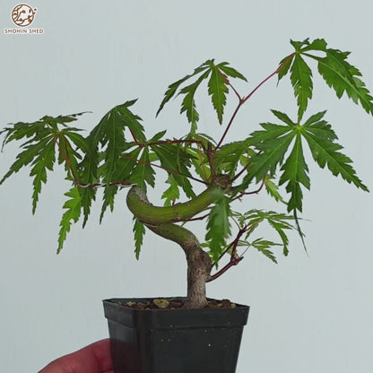 Japanese Maple