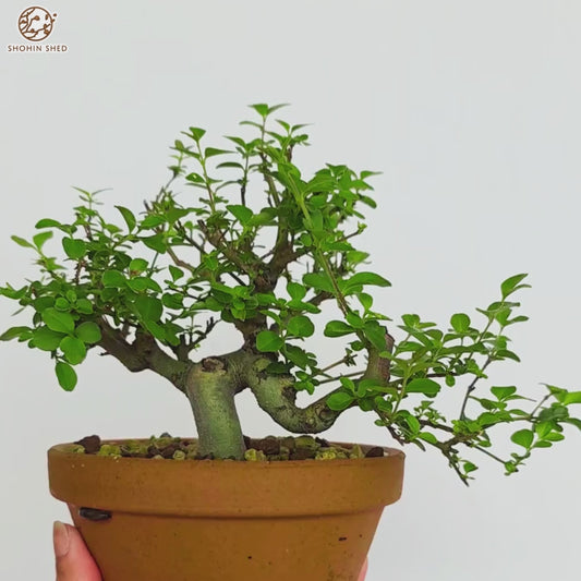 Privet