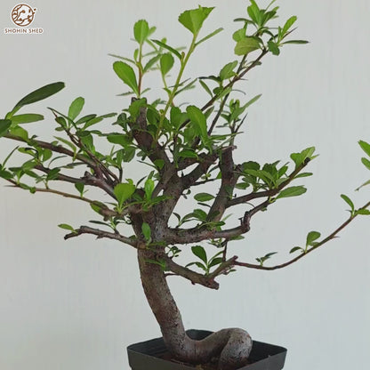 Firethorn