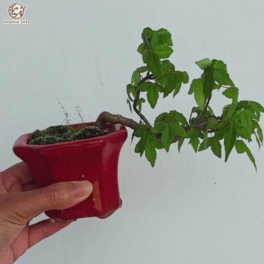 Trident Maple