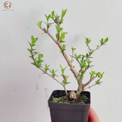 Serissa